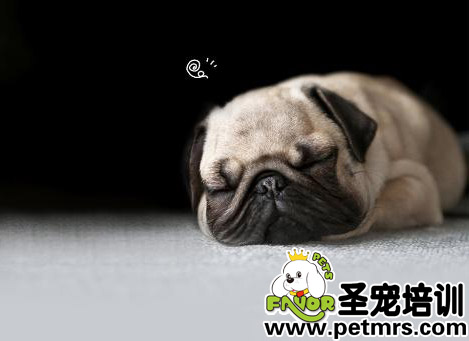 狗狗得病應(yīng)該如何治療