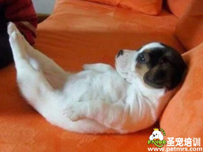 飼養(yǎng)幼犬前的準(zhǔn)備工作