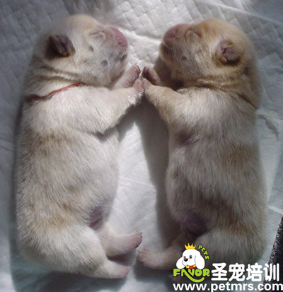 新生幼犬的飼養(yǎng)