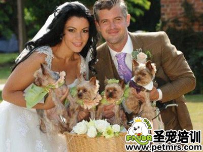 英國(guó)一對(duì)新人和他們的小狗伴娘。