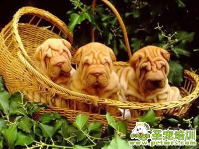 狗狗愛(ài)買(mǎi)不買(mǎi) 健康狀況沒(méi)證明