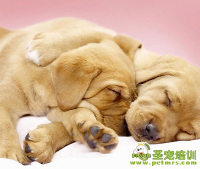 如何改變狗狗不喜歡吃狗糧的習慣