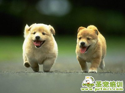 飼養(yǎng)幼犬的八項注意