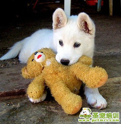 養(yǎng)狗必備的8大件