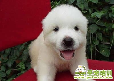 正確飼養(yǎng)狗狗的方法