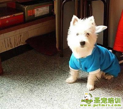 室外養(yǎng)狗狗的注意事項
