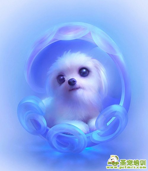 幼犬補充營養(yǎng)