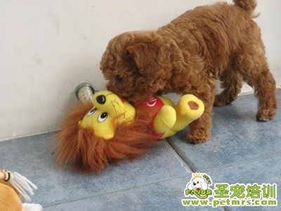 狗狗牙齒也要注意護(hù)理