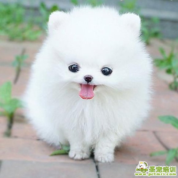 養(yǎng)狗狗