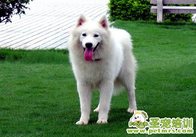 夠過(guò)缺鈣導(dǎo)致狗狗的癥狀