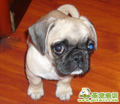 狗狗體內(nèi)寄生蟲(chóng)的診斷和治療