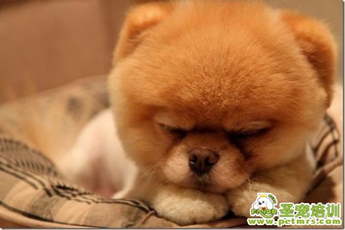 養(yǎng)寵物容易患上寵物哮喘