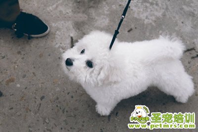 寵物美容知識(shí)