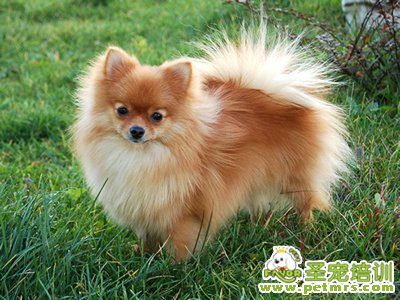 狂犬病的詳細(xì)介紹