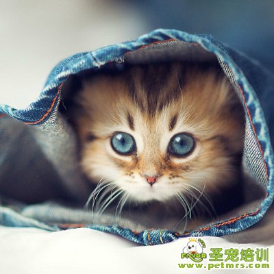 預(yù)防弓形蟲(chóng)病需要謹(jǐn)慎