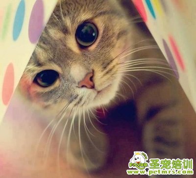 貓咪進(jìn)入老齡化階段后的身體變化