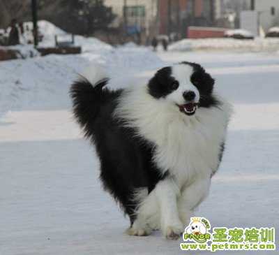 可愛(ài)狗狗