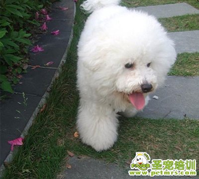 可愛狗狗