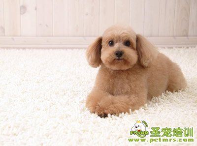 狗狗美容之梳毛