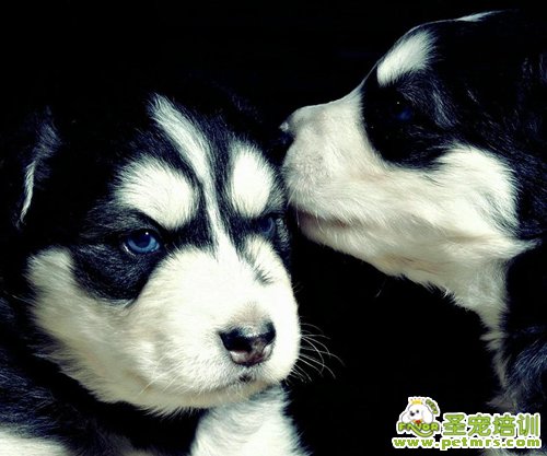 有效預(yù)防狂犬病的“三道防線”