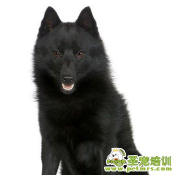 史奇派克犬標(biāo)準(zhǔn)