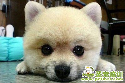 狗狗健康護(hù)理