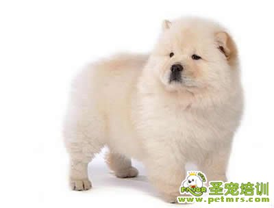 冬季帶狗狗外出應(yīng)當(dāng)注意狗狗的安全