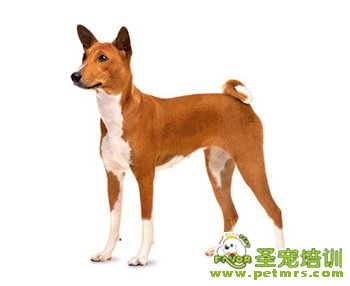 見生吉犬