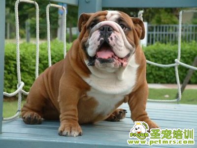 老虎狗