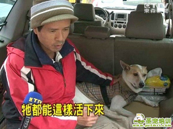 堅(jiān)強(qiáng)的狗狗