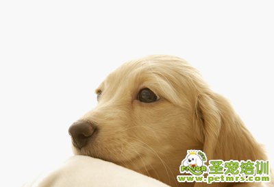 寵物狗狗醫(yī)療