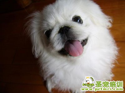 寵物狗鼻子眼睛耳朵清潔重要性