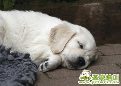 可愛(ài)狗狗