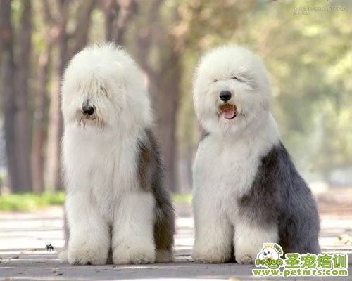 英國(guó)古代牧羊犬