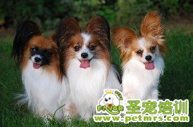 蝴蝶犬飼養(yǎng)