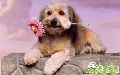 發(fā)情期母犬