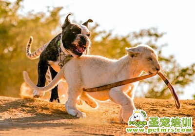 母犬發(fā)情期