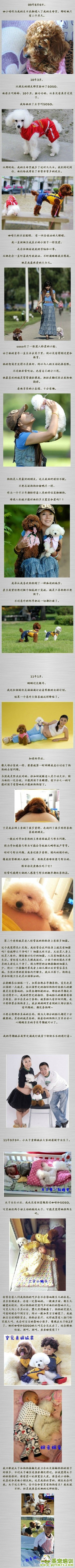 關(guān)于狗狗和孕婦和小孩的幸福生活