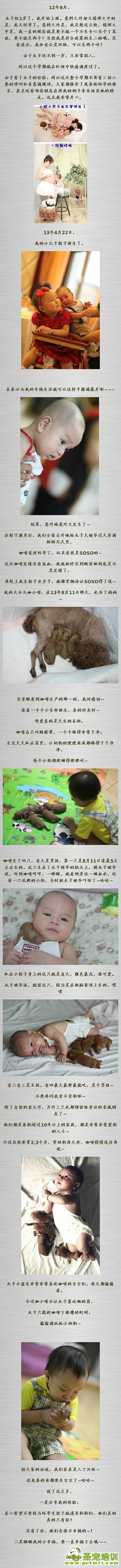 關(guān)于狗狗和孕婦和小孩的幸福生活