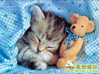 可愛(ài)的貓咪