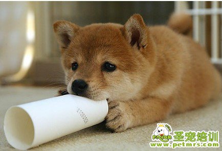 秋天犬選購(gòu)技巧