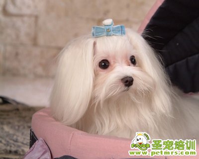 馬爾濟(jì)斯犬飼養(yǎng)