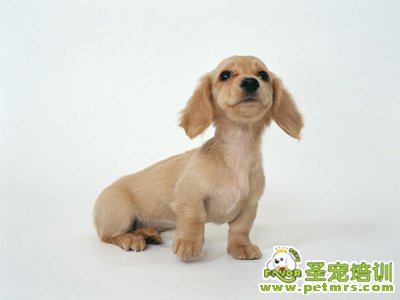臘腸犬飼養(yǎng)
