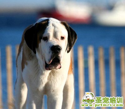 圣伯納犬耳朵護理