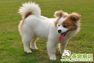 狗狗可愛(ài)