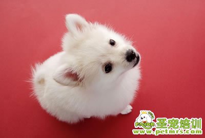 可愛的狗狗