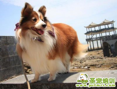喜樂(lè)蒂犬