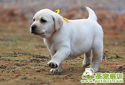 拉布拉多犬