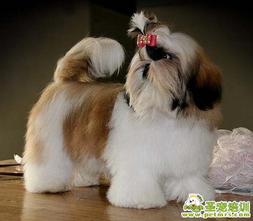 西施犬四季養(yǎng)護(hù)