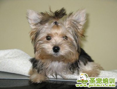約克夏耳朵養(yǎng)護(hù)